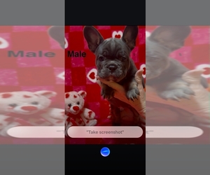 French Bulldog Puppy for sale in FAIRVIEW, MO, USA