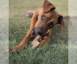 Small #1 German Shepherd Dog Mix
