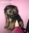 Small Photo #3 German Shepherd Dog Puppy For Sale in AZALEA, OR, USA