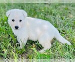 Image preview for Ad Listing. Nickname: Lilly
