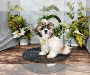 Shih Tzu Puppy for sale in MARIETTA, GA, USA