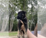 Puppy Vanilla German Shepherd Dog