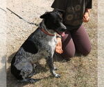 Small #1 German Shepherd Dog-German Shorthaired Pointer Mix
