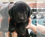 Small Photo #5 Labrador Retriever Puppy For Sale in DENVER, CO, USA
