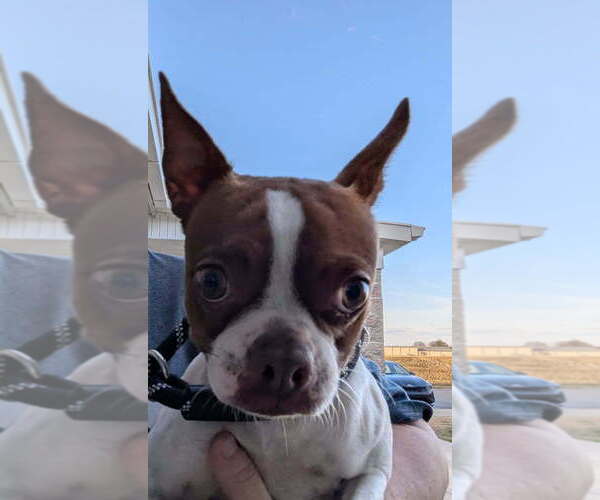 Medium Photo #2 Boston Terrier Puppy For Sale in Evansville, IN, USA