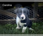Small Photo #8 Border Collie Puppy For Sale in MYERSTOWN, PA, USA