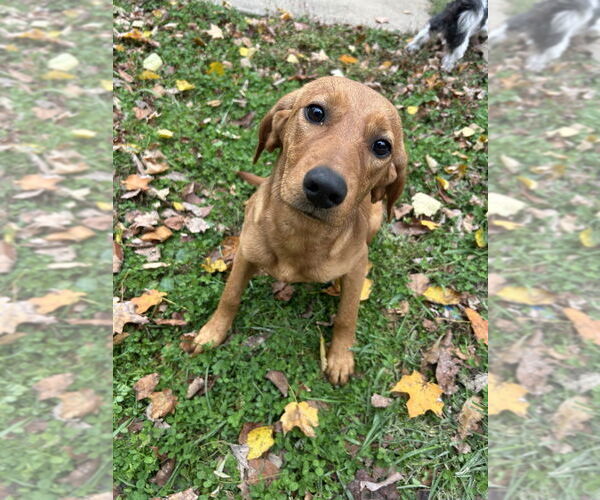 Medium Photo #1 Redbone Coonhound-Unknown Mix Puppy For Sale in Aurora, IN, USA