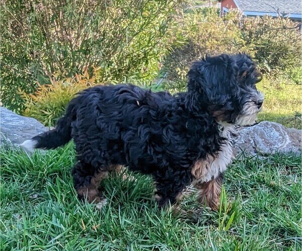 Medium Photo #3 Bernedoodle (Miniature) Puppy For Sale in PLACERVILLE, CA, USA