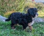 Small Photo #3 Bernedoodle (Miniature) Puppy For Sale in PLACERVILLE, CA, USA