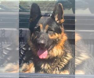 German Shepherd Dog Dogs for adoption in Downey, CA, USA