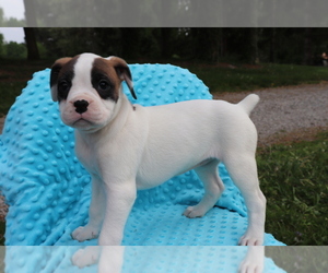 Boxer Puppy for sale in SHILOH, OH, USA