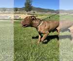 Small Photo #3 American Pit Bull Terrier Puppy For Sale in MIDWAY, UT, USA