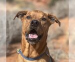 Small Photo #201 Mutt Puppy For Sale in Kanab, UT, USA
