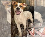 Small #4 Brittany Mix