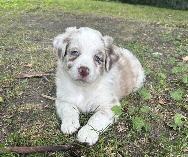 Medium Photo #1 Australian Shepherd Puppy For Sale in BIG RAPIDS, MI, USA