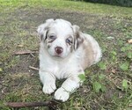 Puppy Peaches Australian Shepherd