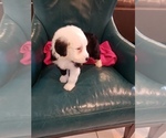 Small Photo #2 Sheepadoodle Puppy For Sale in HAMMOND, LA, USA