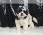 Small #3 Morkie