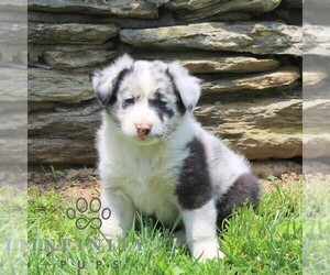 Australian Shepherd Puppy for sale in DELTA, PA, USA