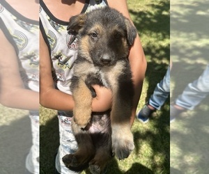 German Shepherd Dog Puppy for sale in WILMINGTON, IL, USA