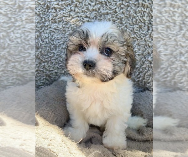 Medium Photo #9 Zuchon Puppy For Sale in RENO, NV, USA