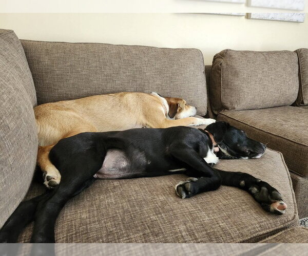 Medium Photo #3 Great Dane-Retriever  Mix Puppy For Sale in Springdale, PA, USA