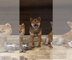 Small #5 Shiba Inu