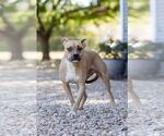 Small #1 Whippet