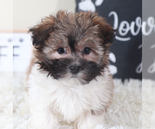 Medium Photo #1 Havanese Puppy For Sale in MOUNT VERNON, OH, USA
