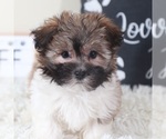 Small Havanese