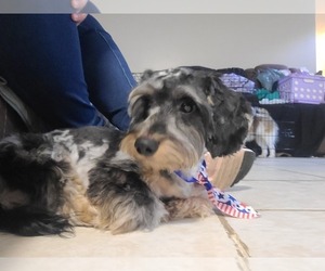 Father of the Dachshund puppies born on 05/29/2025