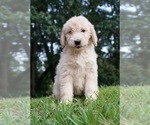 Small #1 Labradoodle-Poodle (Standard) Mix