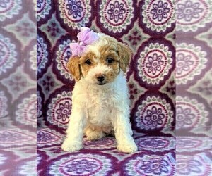 Cavachon-Poodle (Miniature) Mix Puppy for sale in BIRD IN HAND, PA, USA