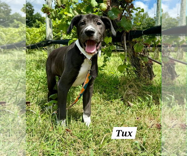 Medium Photo #5 American Pit Bull Terrier-Labrador Retriever Mix Puppy For Sale in Chester, VA, USA