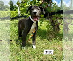 Small #4 American Pit Bull Terrier-Labrador Retriever Mix