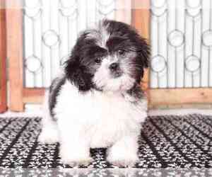 Shih Tzu Puppy for sale in NAPLES, FL, USA