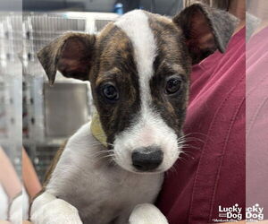 Mutt Dogs for adoption in Washington, DC, USA