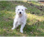 Small Maltese Mix