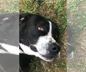 American Pit Bull Terrier-Bernese Mountain Dog Mix Dogs for adoption in LANEVILLE, TX, USA