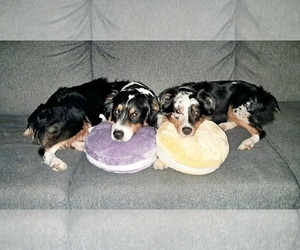Mother of the Australian Shepherd puppies born on 06/24/2026