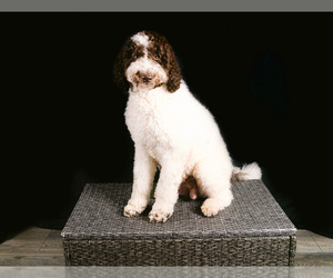 Mother of the Goldendoodle puppies born on 08/09/2026