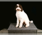 Small Photo #1 Goldendoodle Puppy For Sale in COCOA, FL, USA