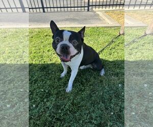 Faux Frenchbo Bulldog Dogs for adoption in Modesto, CA, USA