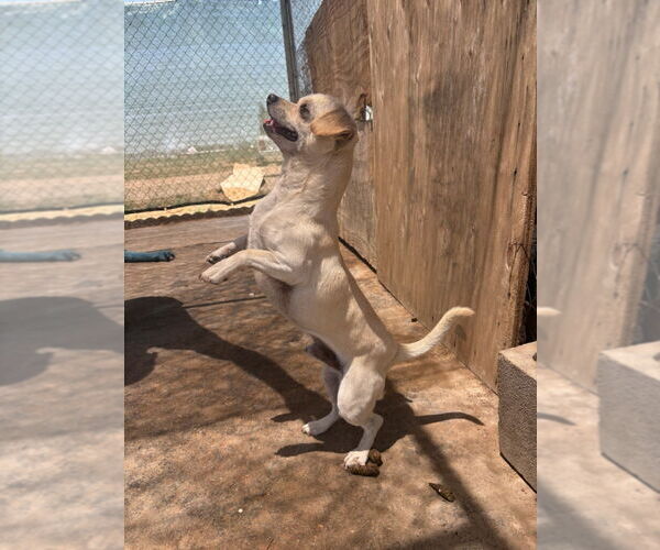 Medium Photo #4 Chihuahua Puppy For Sale in Apple Valley, CA, USA