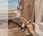 Small #3 Chihuahua