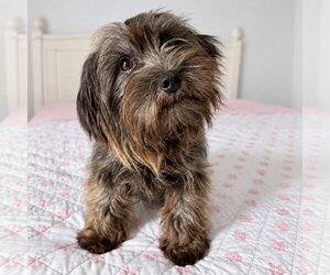 Luna - Female Mutt Dog for Adoption - Photo #4