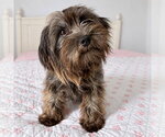 Small Photo #4 Mutt Puppy For Sale in PIPE CREEK, TX, USA
