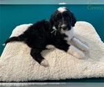 Puppy Puppy GREEN Portuguese Water Dog