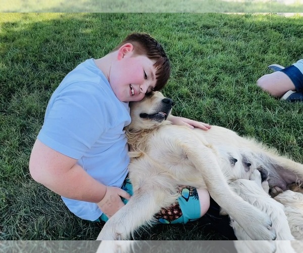 Medium Photo #3 Golden Retriever Puppy For Sale in RUSSELL SPRINGS, KY, USA
