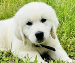 Small #4 English Cream Golden Retriever